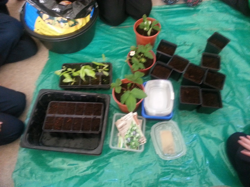 Planting with Mrs Murphy