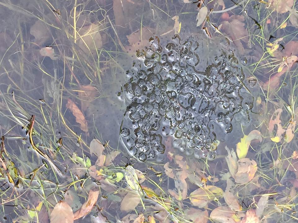 25th Feb 2016 Spring has sprung! We saw some frogspawn today in Shrone NS.